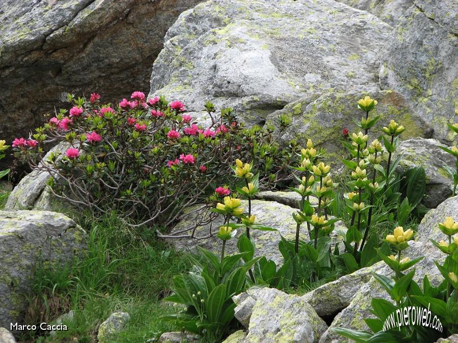 08_Fioriture verso il Passo Selletta.JPG